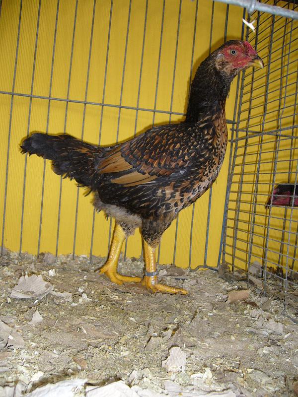 Hannover 2008 307.jpg - Madras wildfarbig von Friedrich Claus Preis HV 96 LVP